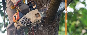 Best Tree Disease Treatment  in Overlea, MD