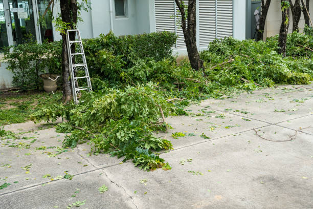 Best Fruit Tree Pruning  in Overlea, MD