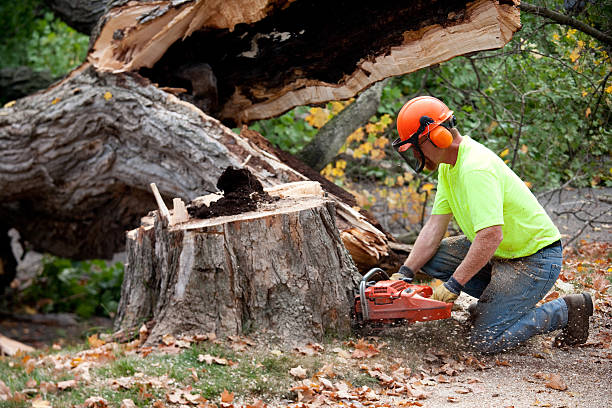 Best Tree Maintenance Programs  in Overlea, MD