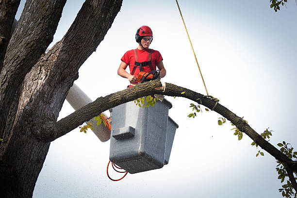 Professional  Tree Services in Overlea, MD